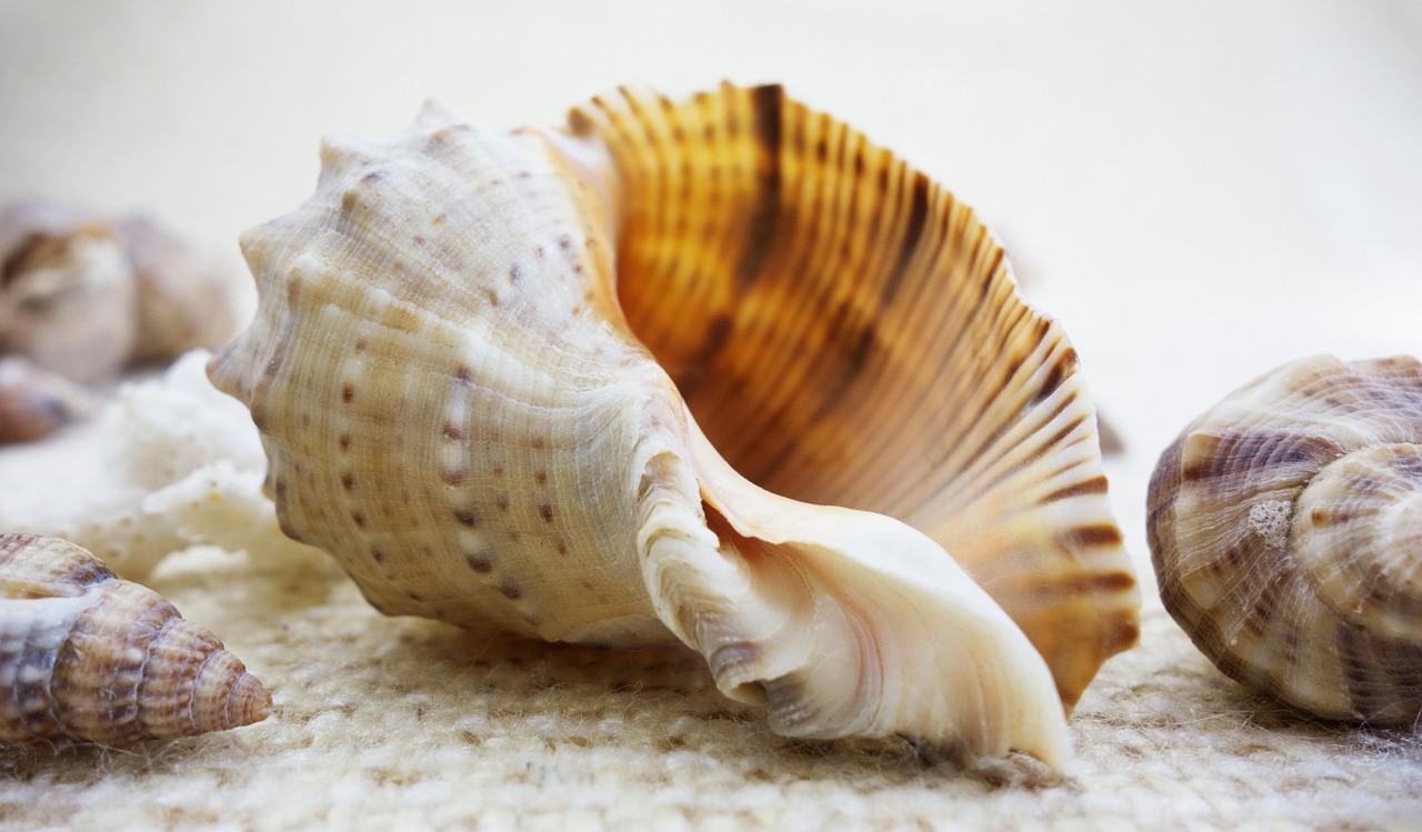 Image - shell shells nature beautiful