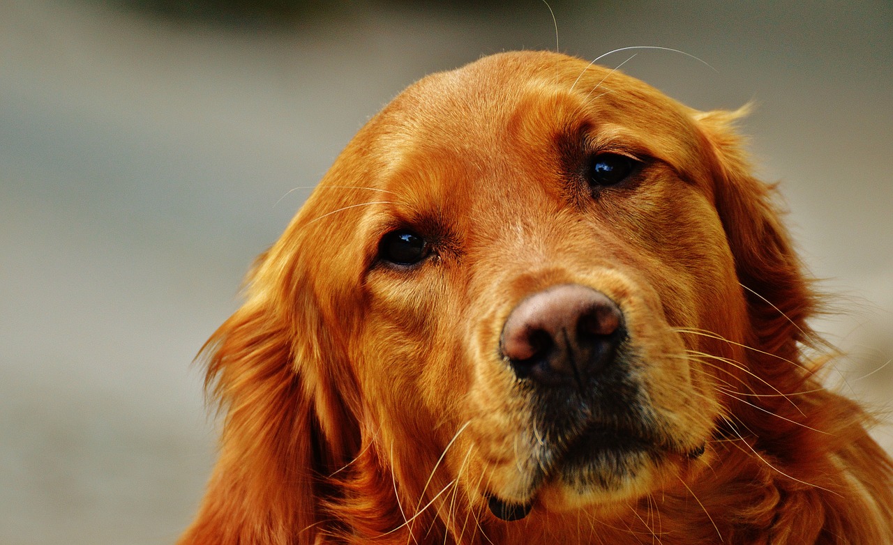 Image - golden retriever dog fur
