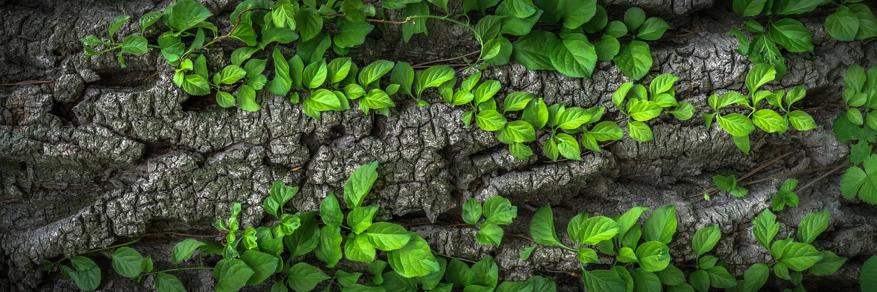 Image - wood texture bark plants nature