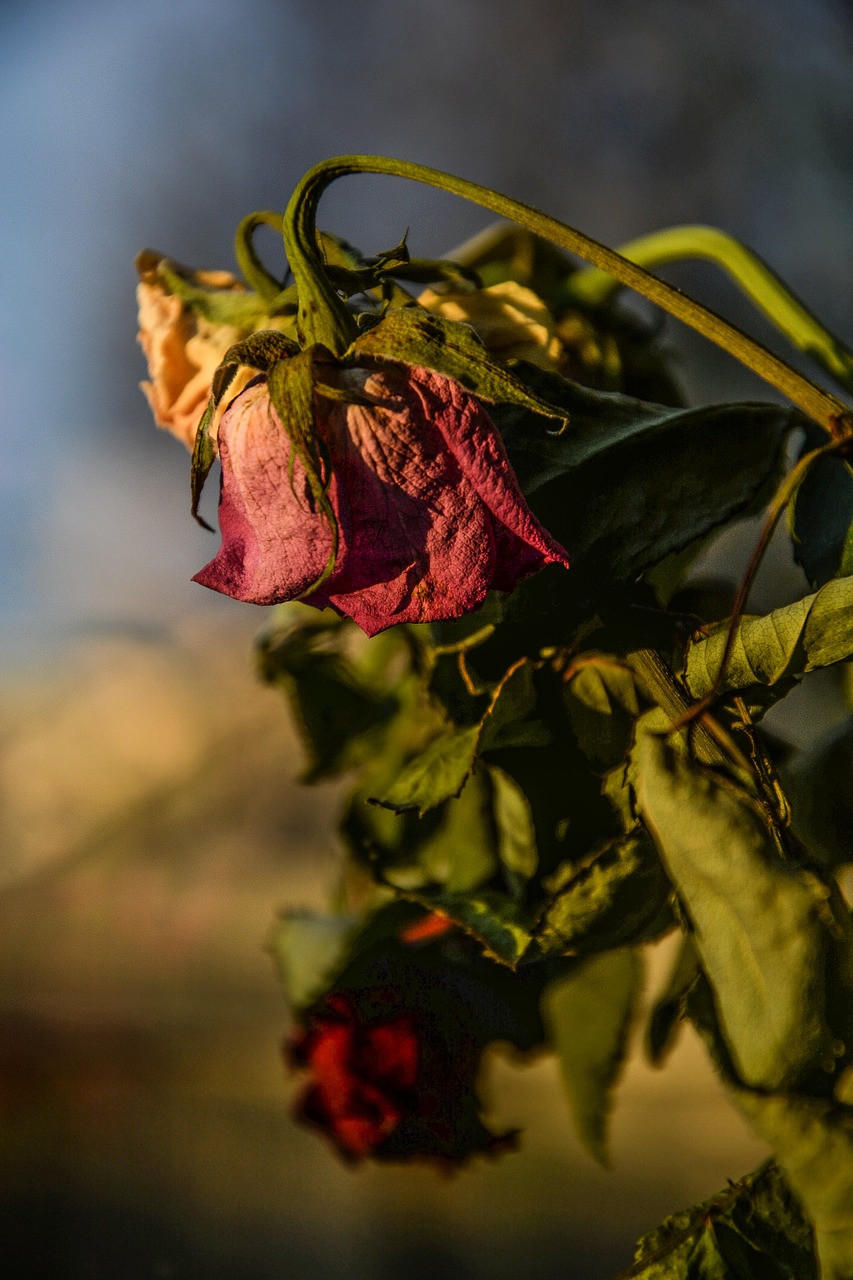 Image - roses dry dead old flower nature