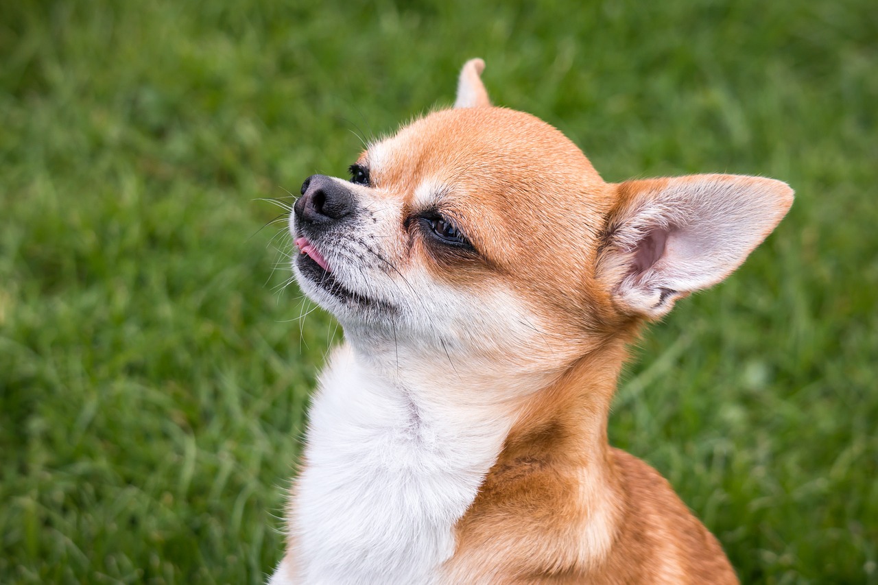 Image - chihuahua dog chiwawa tongue view