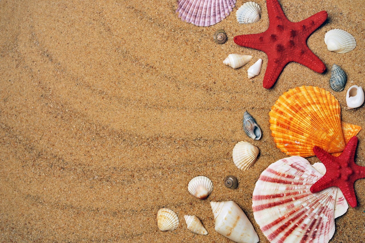 Image - sea sand coast beach seashells