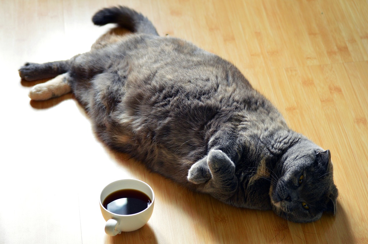 Image - cat dark coffee lazy lying wood