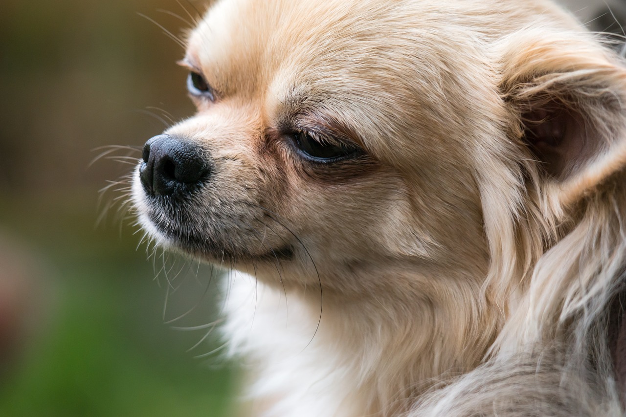 Image - chihuahua dog chiwawa small
