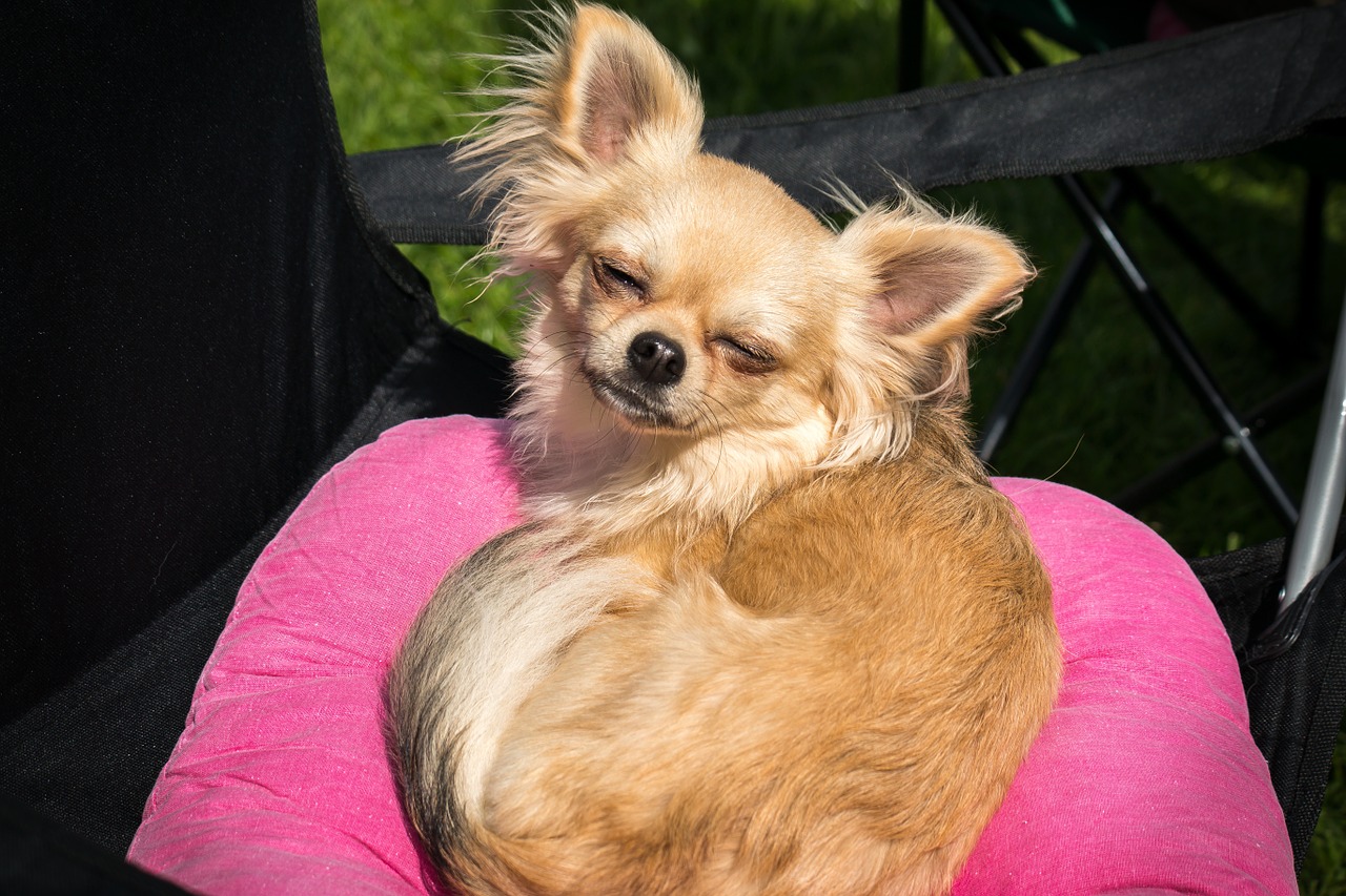 Image - chihuahua dog chiwawa small