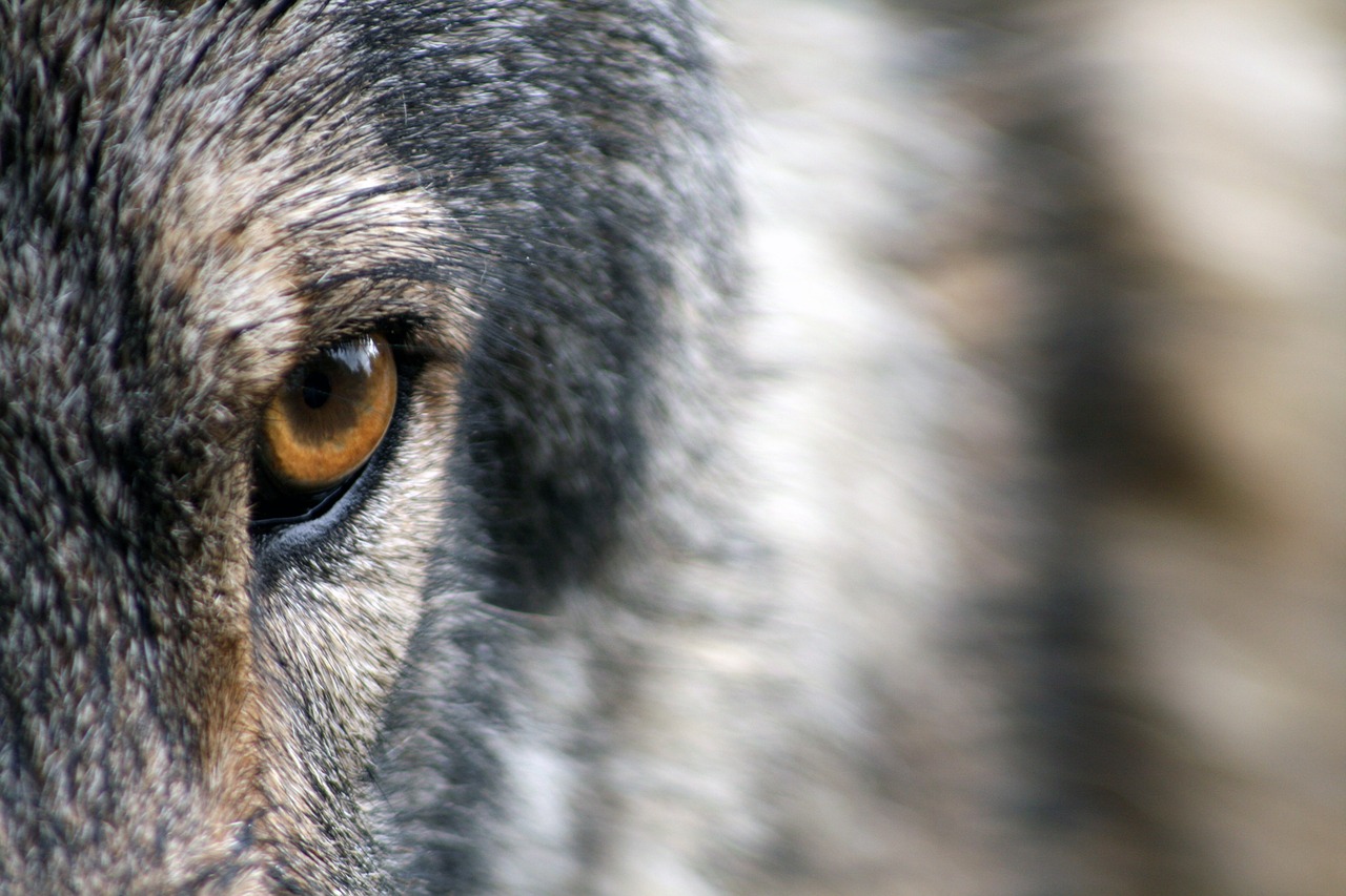 Image - wolf eye fur wild animal wildlife