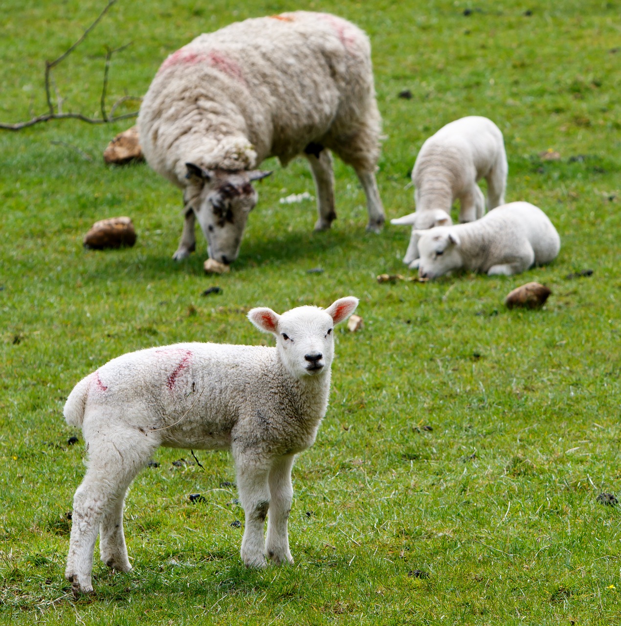 Image - lamb sheep wool farm grass nature