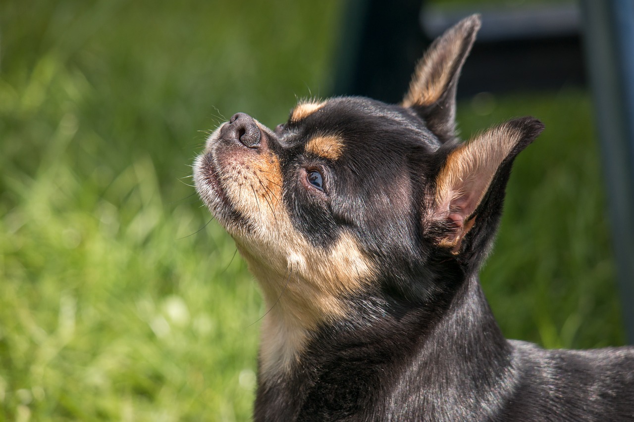 Image - chihuahua dog chiwawa small