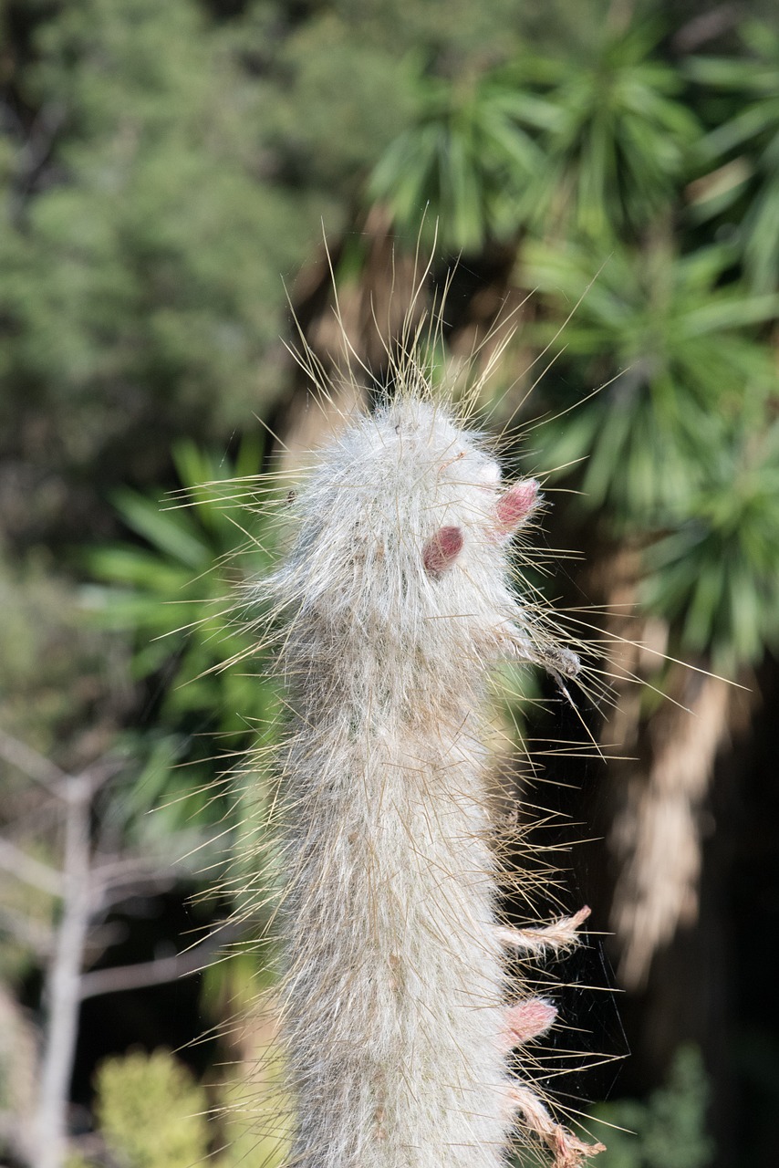 Image - plant wild nature thorny skewers