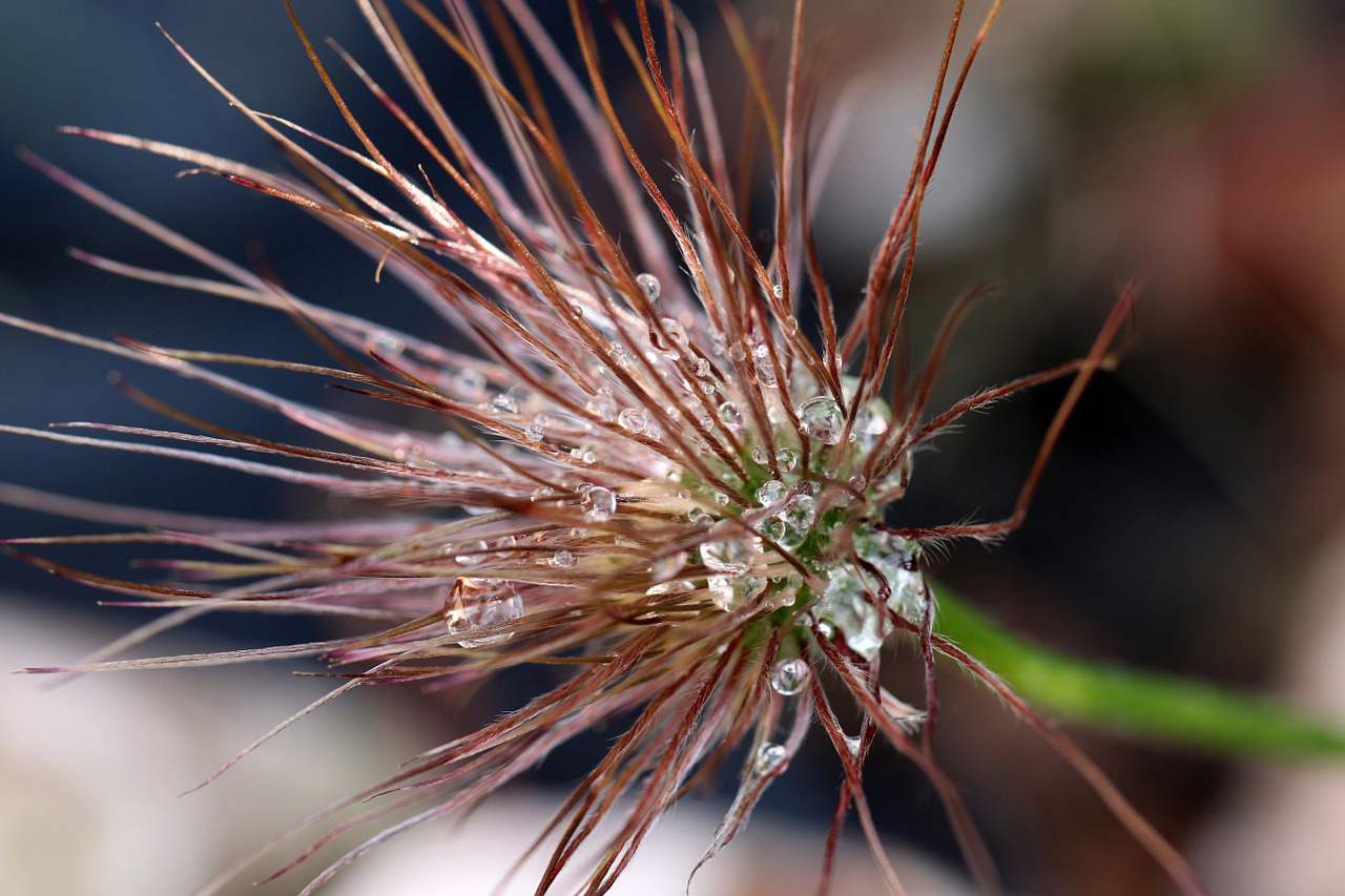 Image - sasanka inflorescence spring seeds