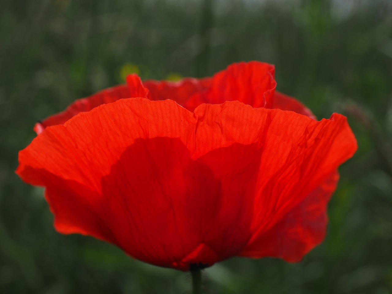 Image - klatschmohn poppy flower poppy