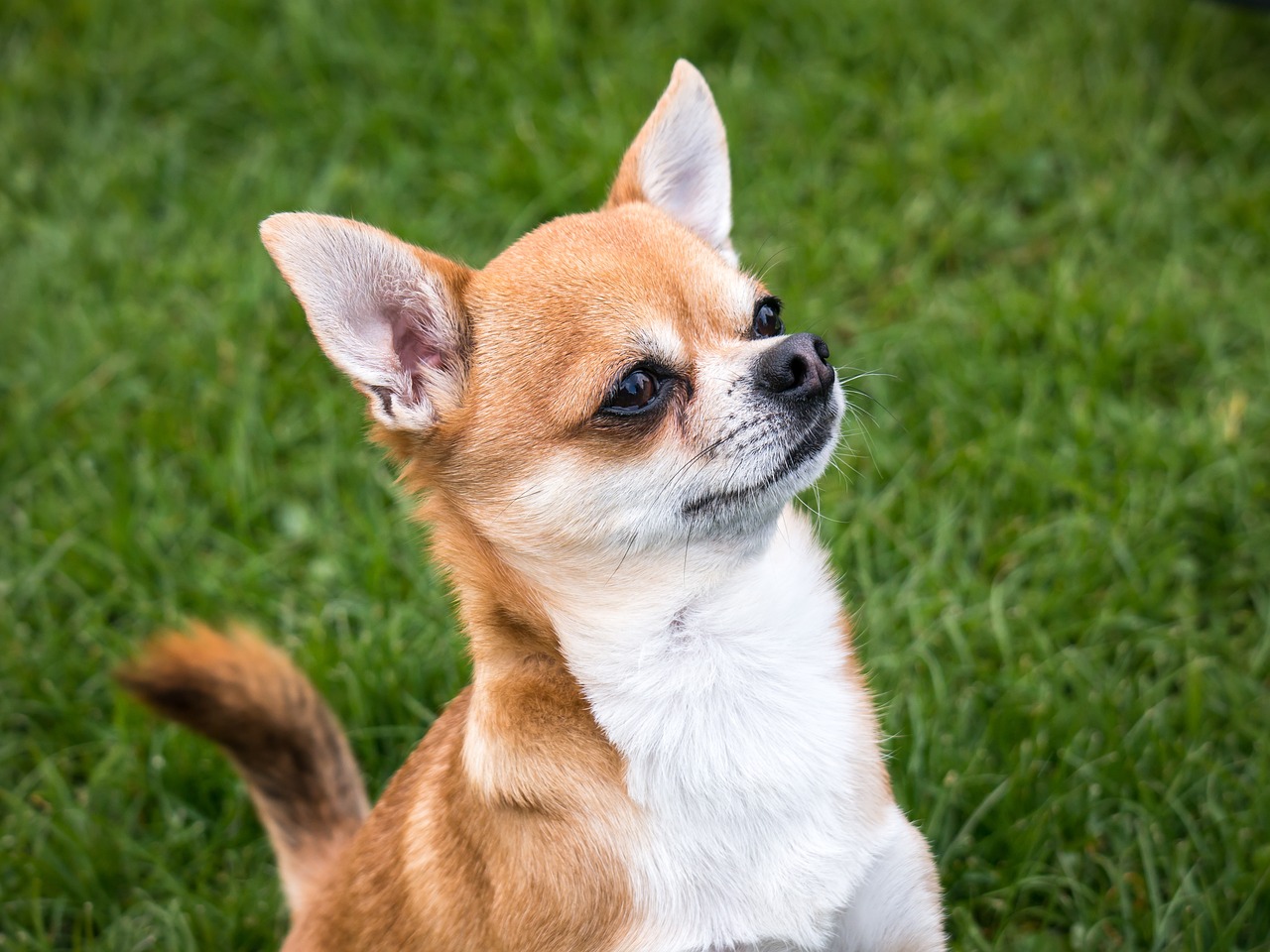 Image - chihuahua dog chiwawa small