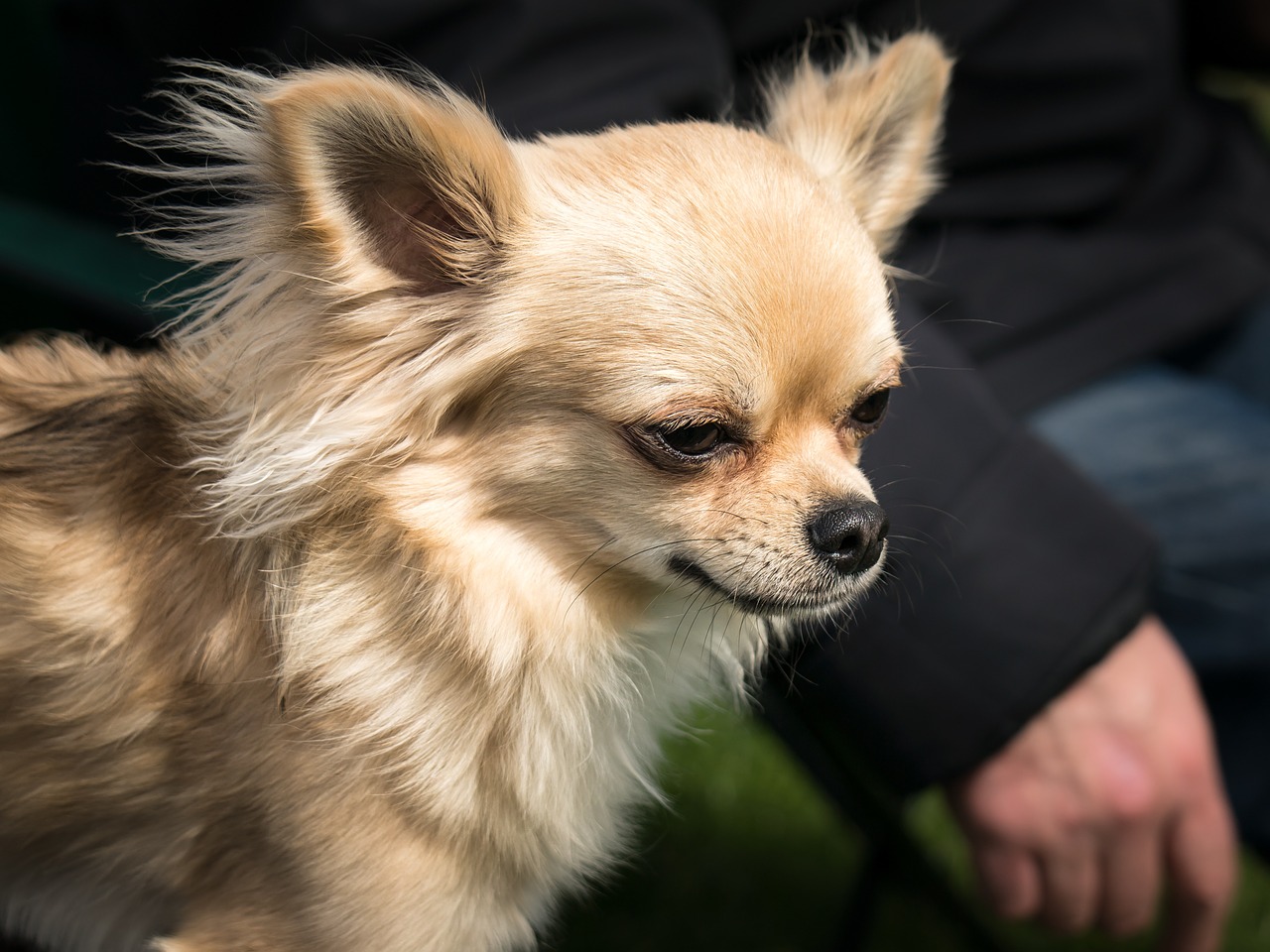 Image - chihuahua dog chiwawa small