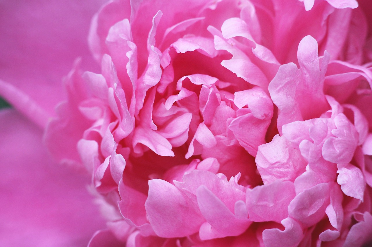 Image - peony flower petals spring