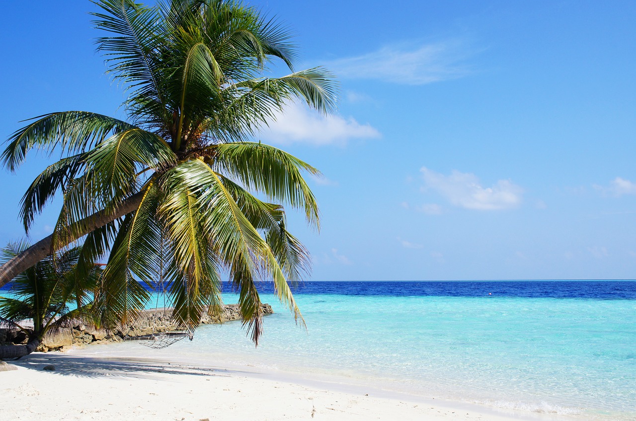 Image - maldives sea blue palm ocean sky