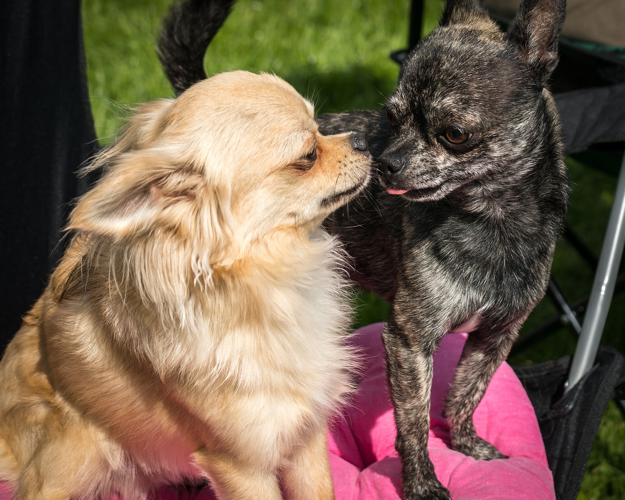 Image - chihuahua dog chiwawa play kiss