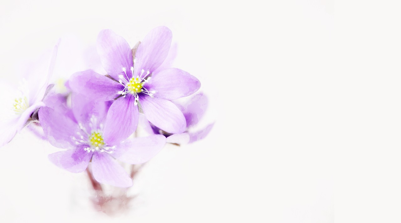 Image - painting flowers purple tender