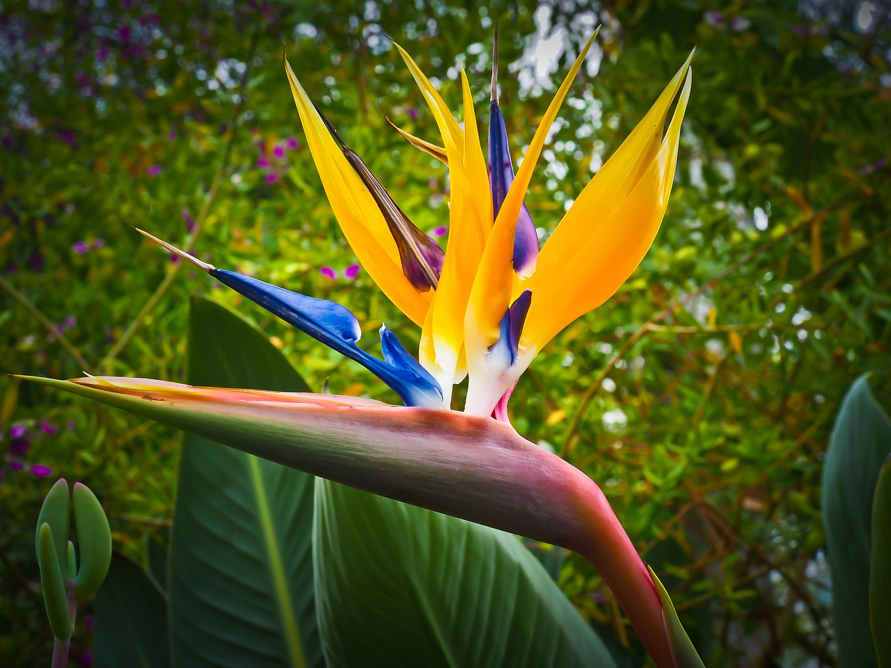 Image - bird of paradise flower caudata