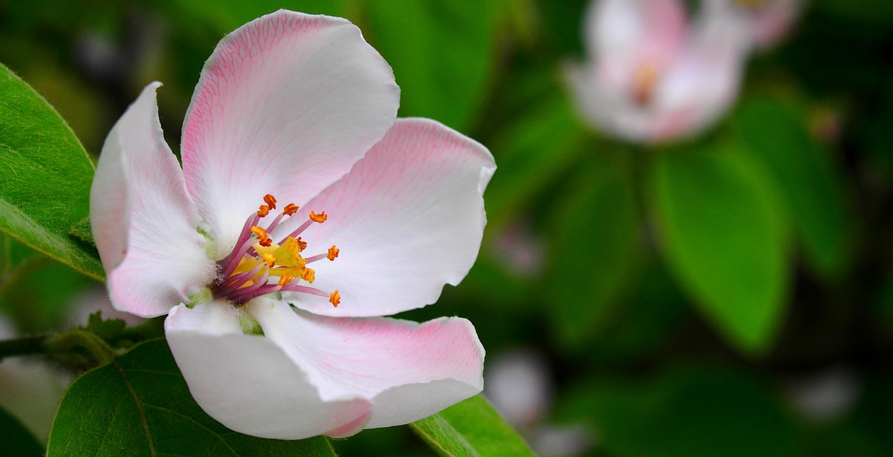 Image - spring pistil wood flower