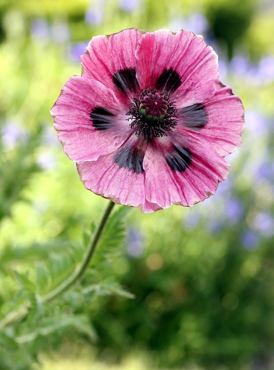 Image - poppy flower garden pink spring