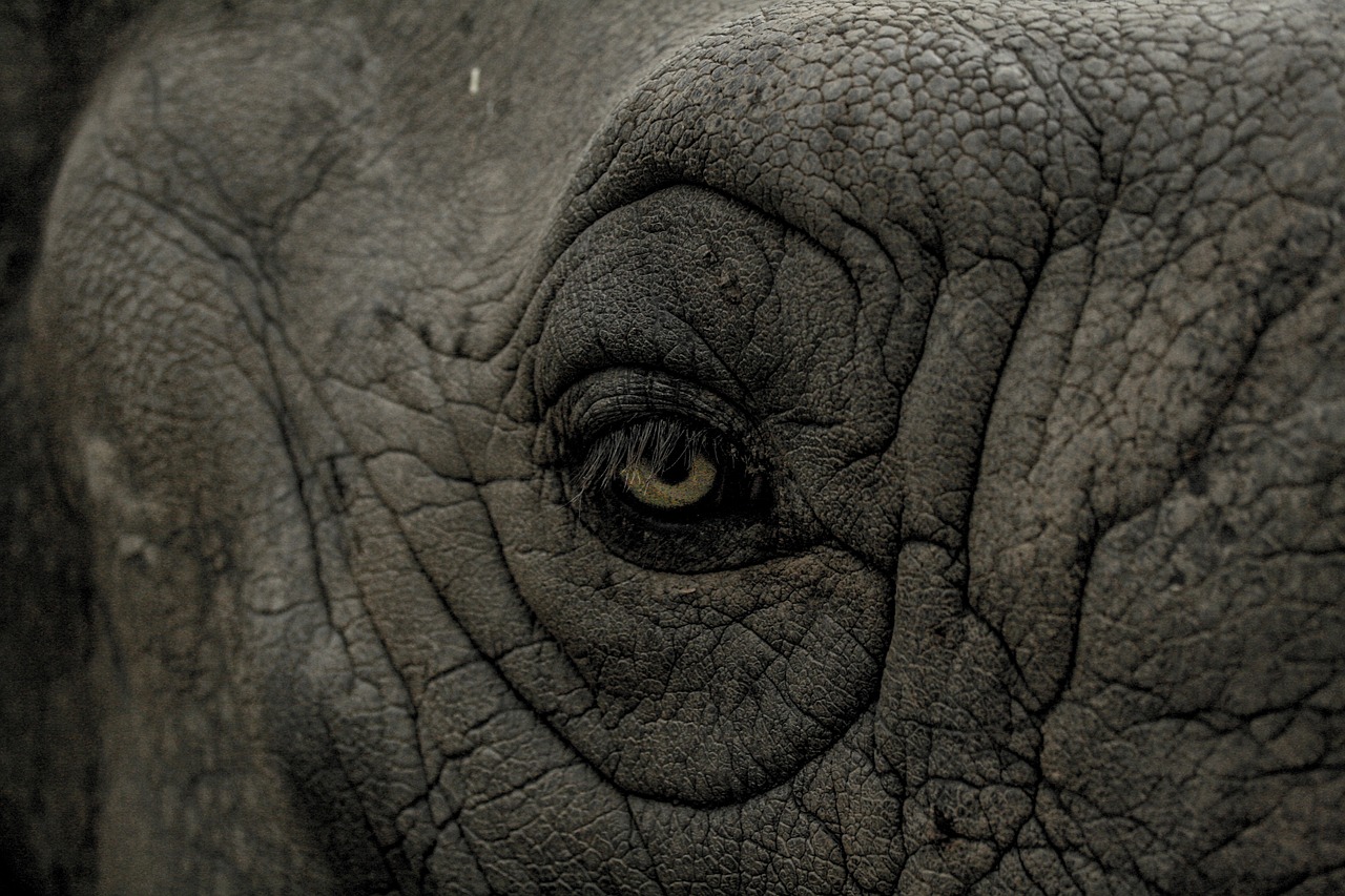 Image - eye wild rhino animal nature