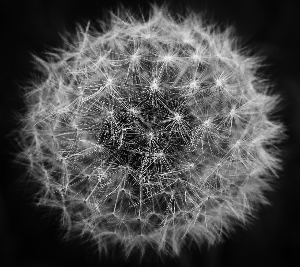 Image - dandelion fibonacci abstract flower