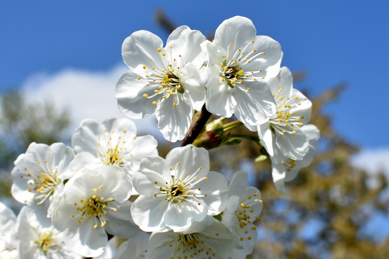 Image - cherries flowers closeup white