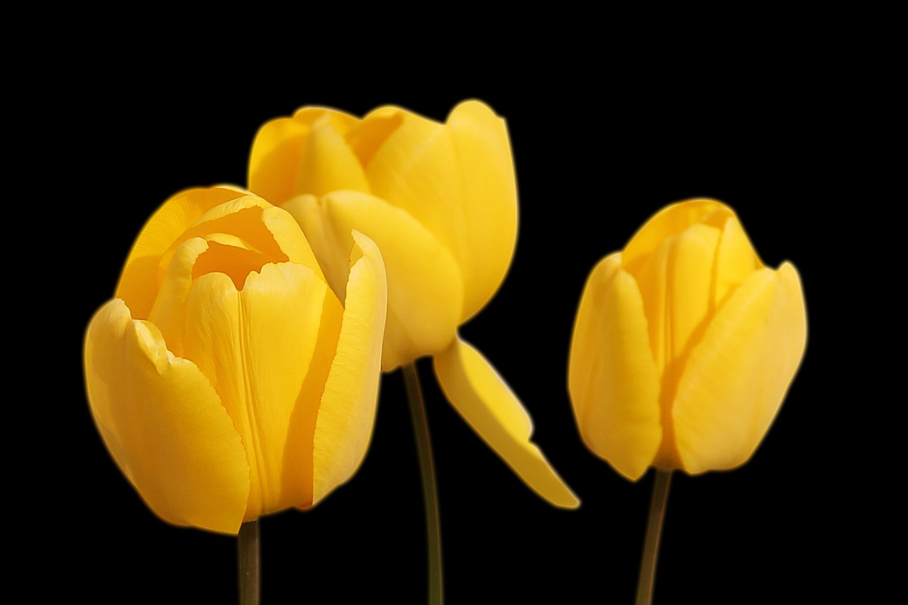 Image - tulips yellow flowers spring