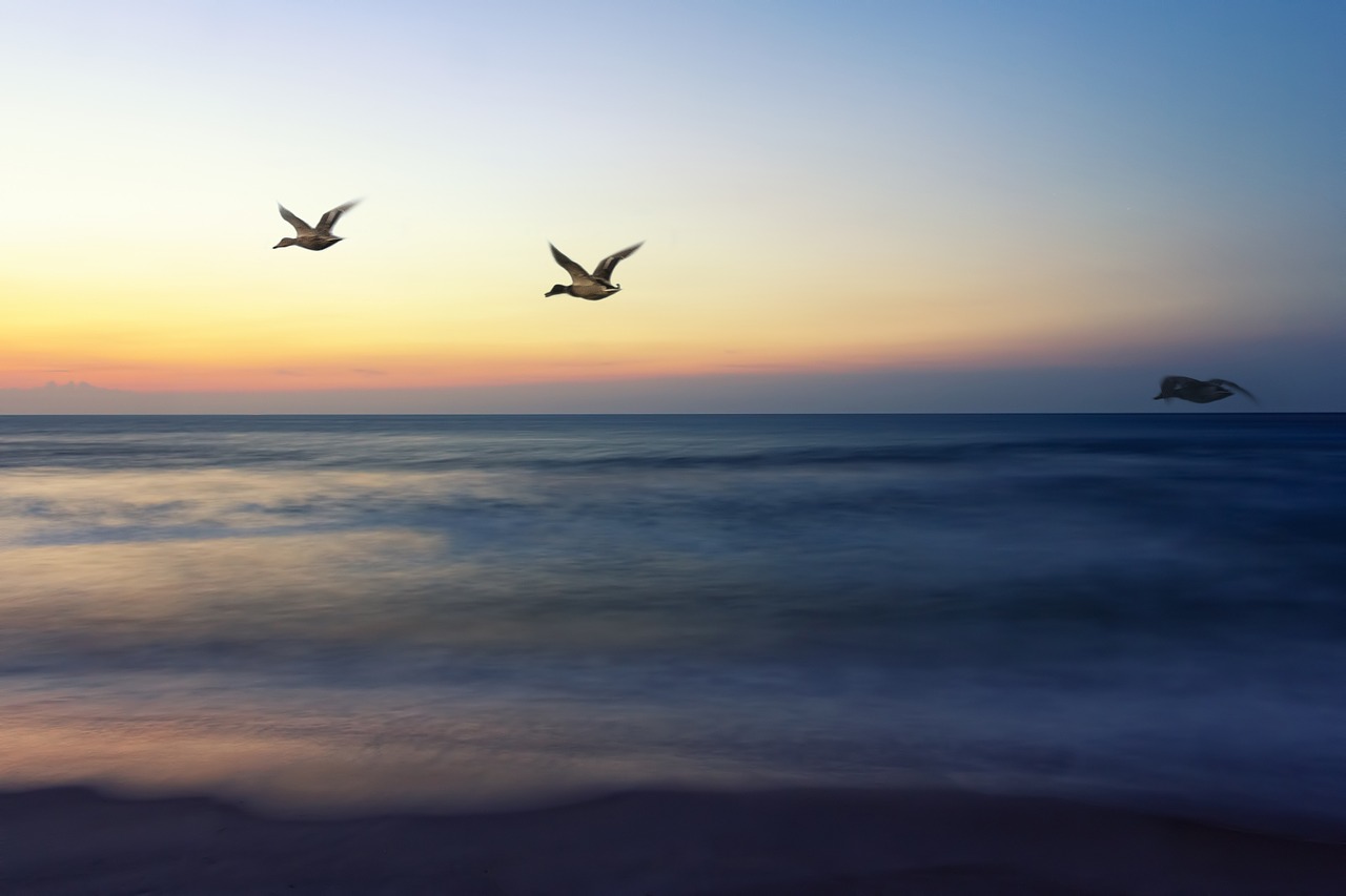 Image - sunrise flight going home birds sky