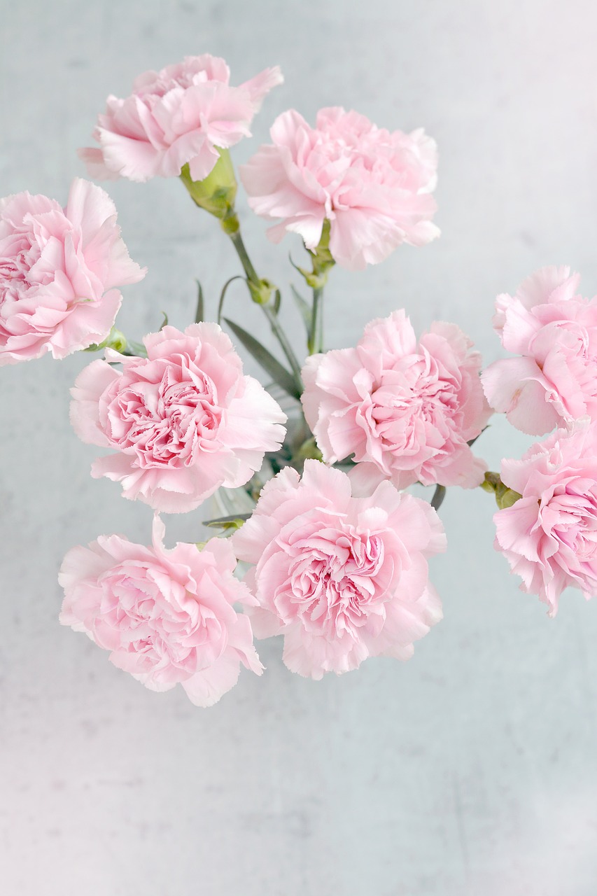 Image - cloves flowers pink carnation pink