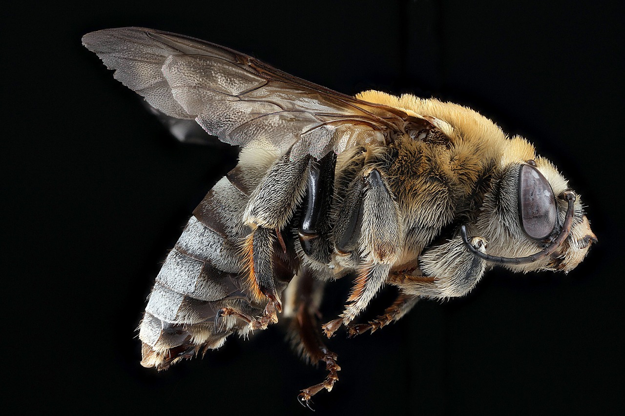 Image - bee pollen macro insect wildlife