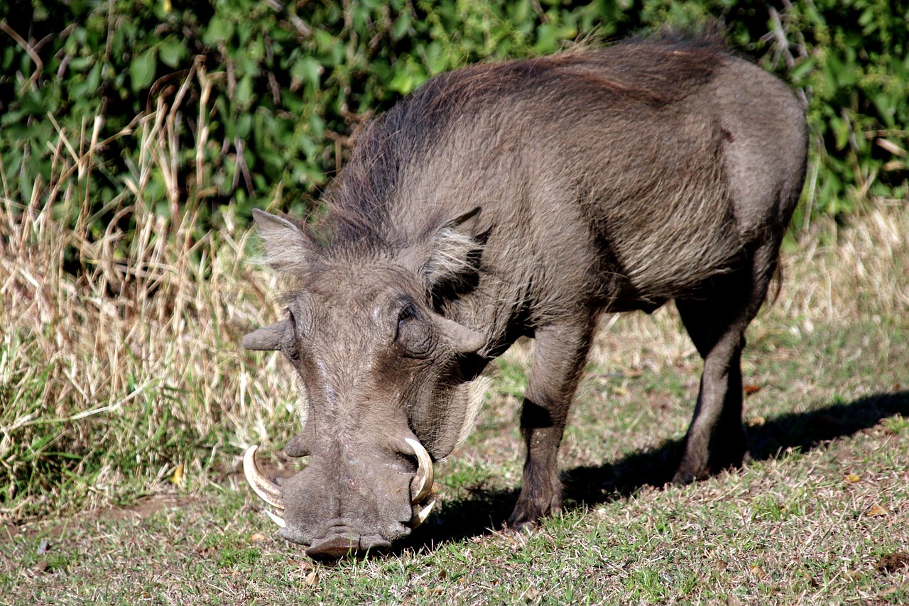 Image - warthog pig wildpig wildboar boar