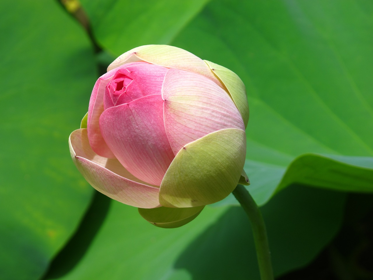 Image - water lotus pond lily pad green