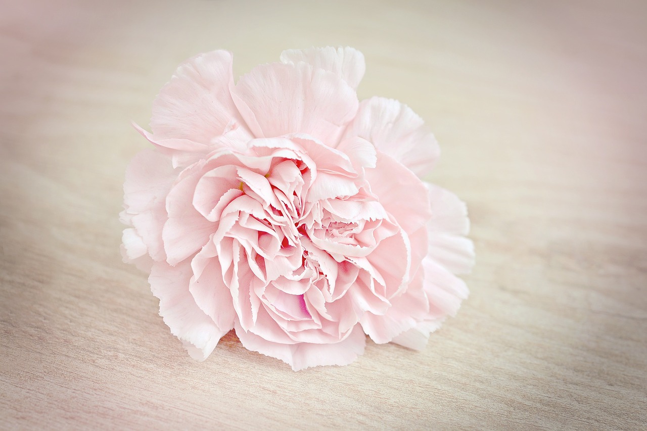 Image - flower carnation blossom bloom