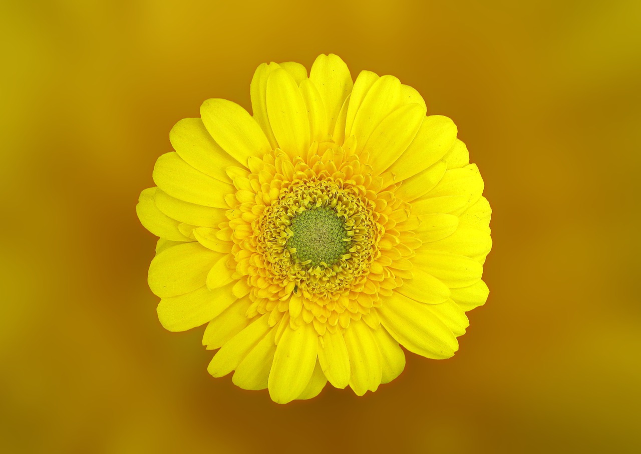 Image - gerbera flower blossom bloom