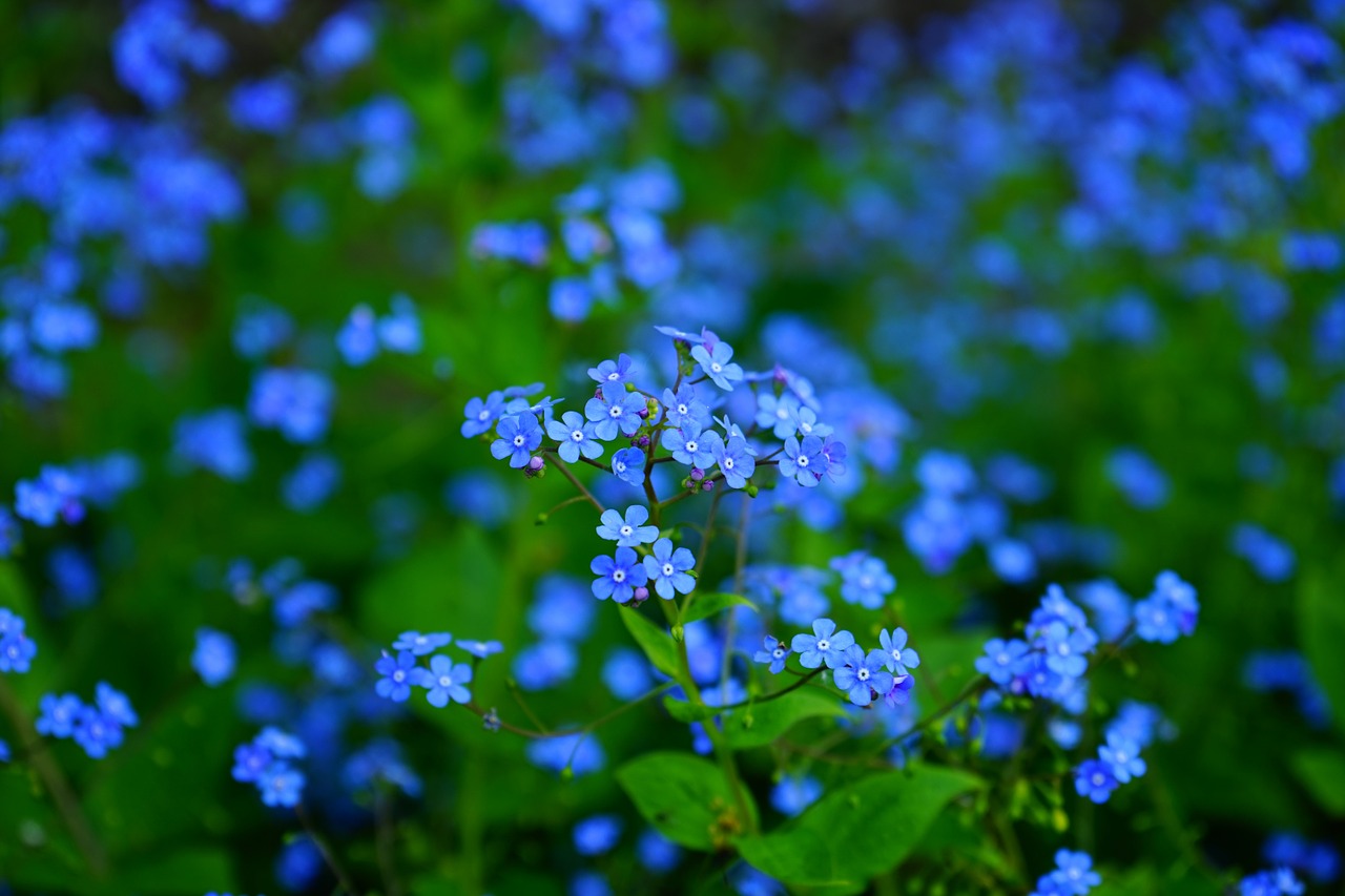 Image - forget me not flower