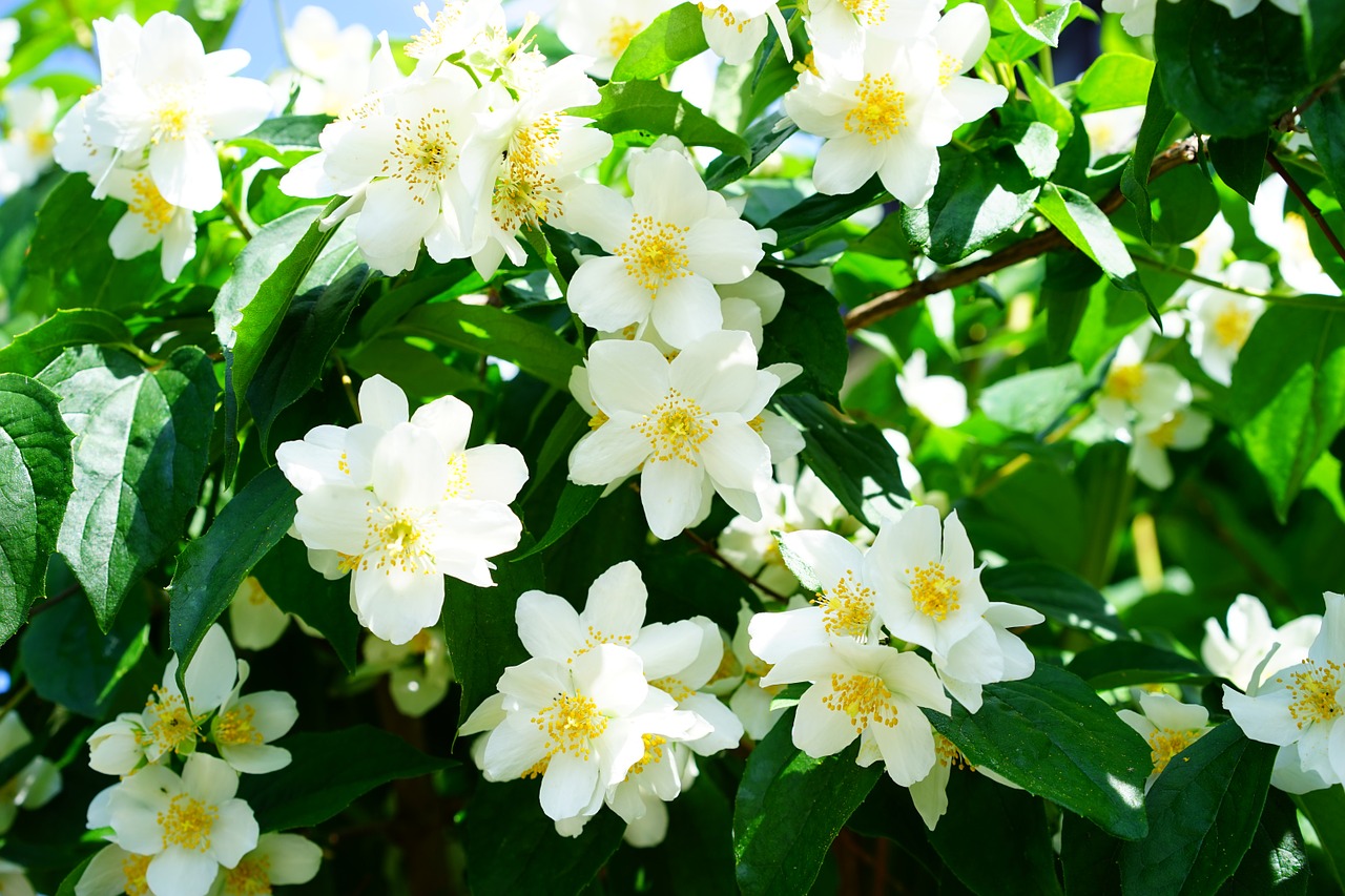 Image - mock orange jasmin flowers white