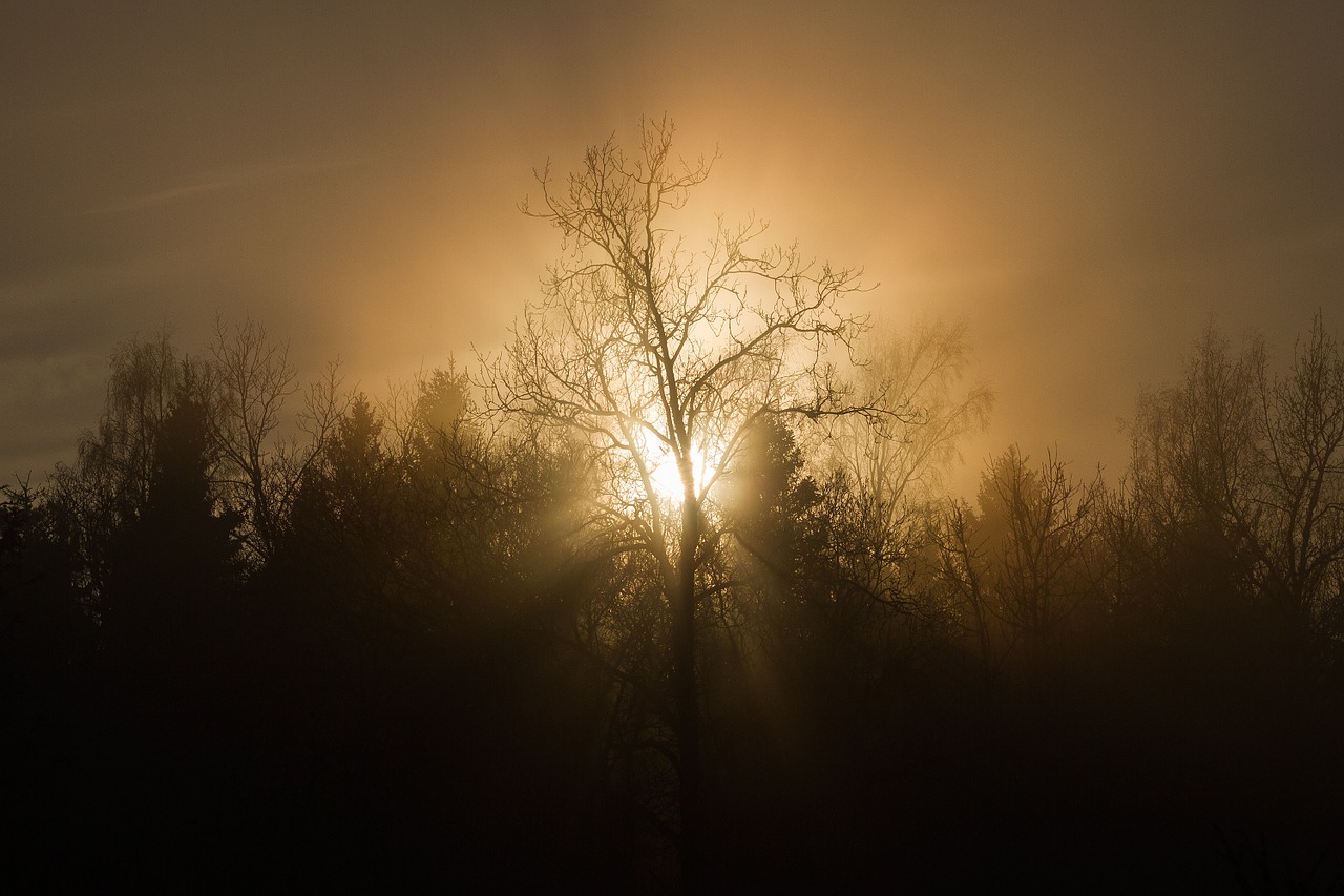 Image - sunset trees mist silhouette sun