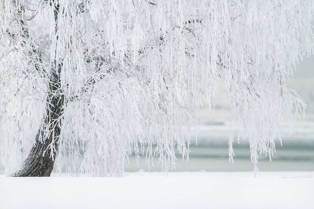 Image - winter tree snow landscape cold