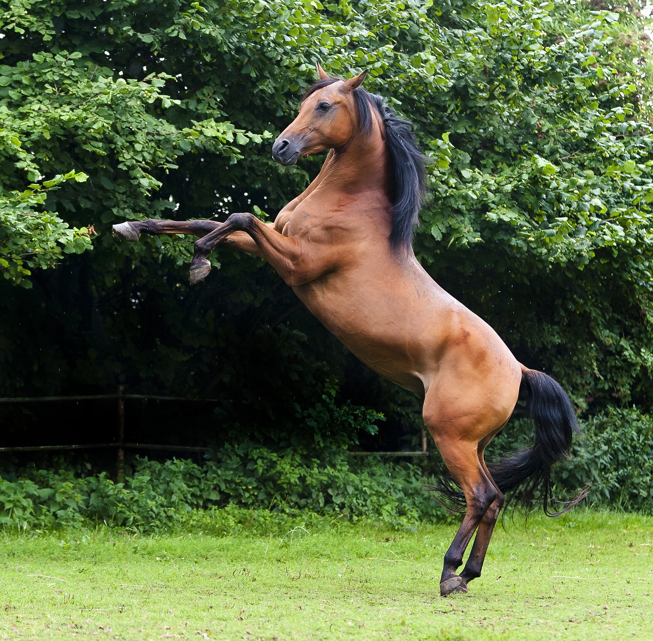 Image - arabs stallion thoroughbred arabian