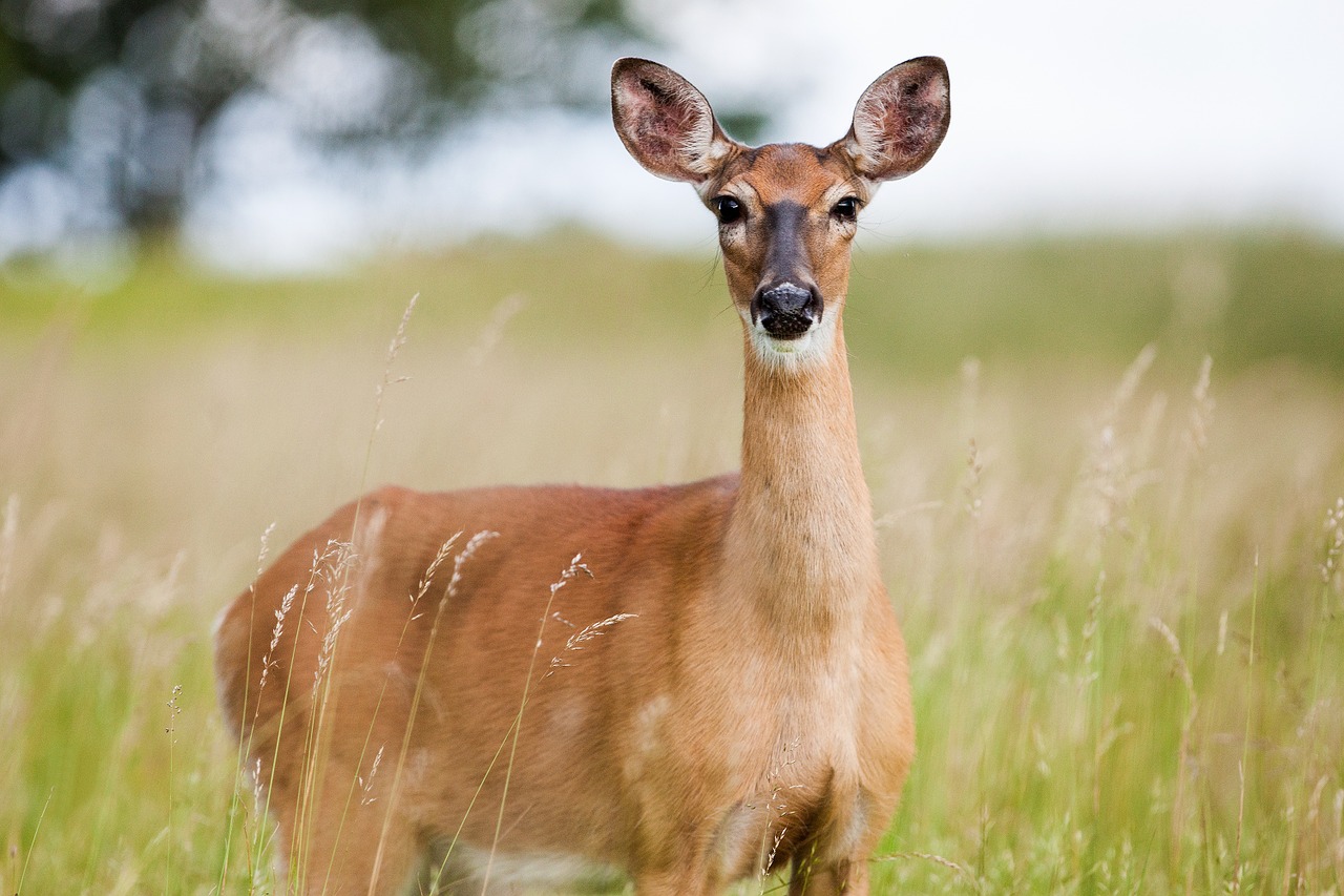 Image - roe deer capreolus capreolus animal