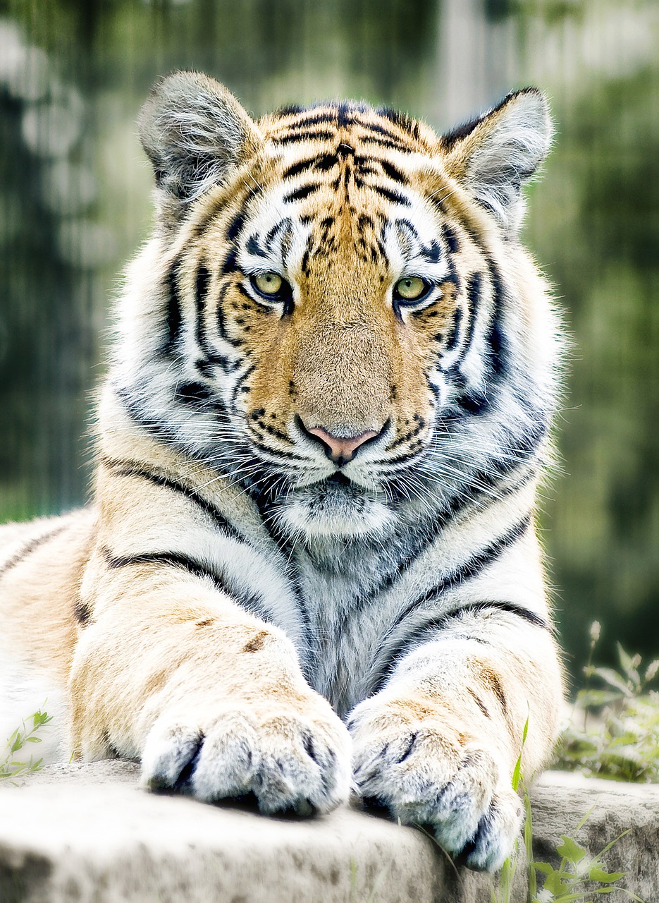 Image - tiger siberian tiger cat zoo