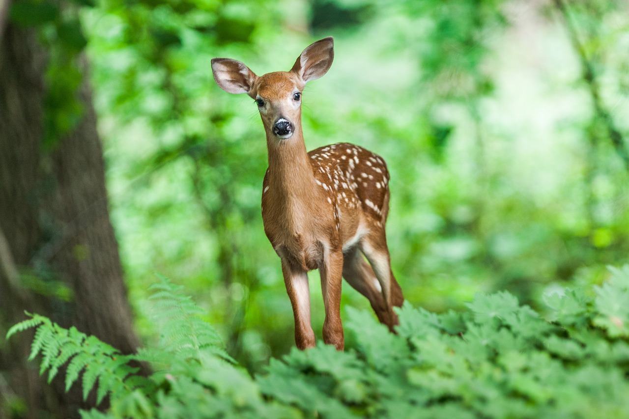 Image - wildlife young mammal animal wild