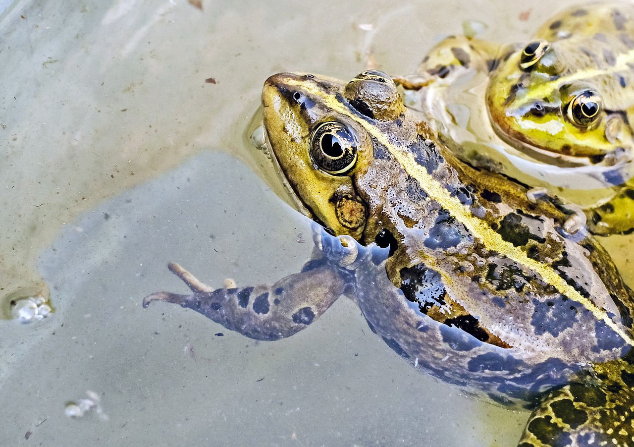 Image - frog water frog animal green water