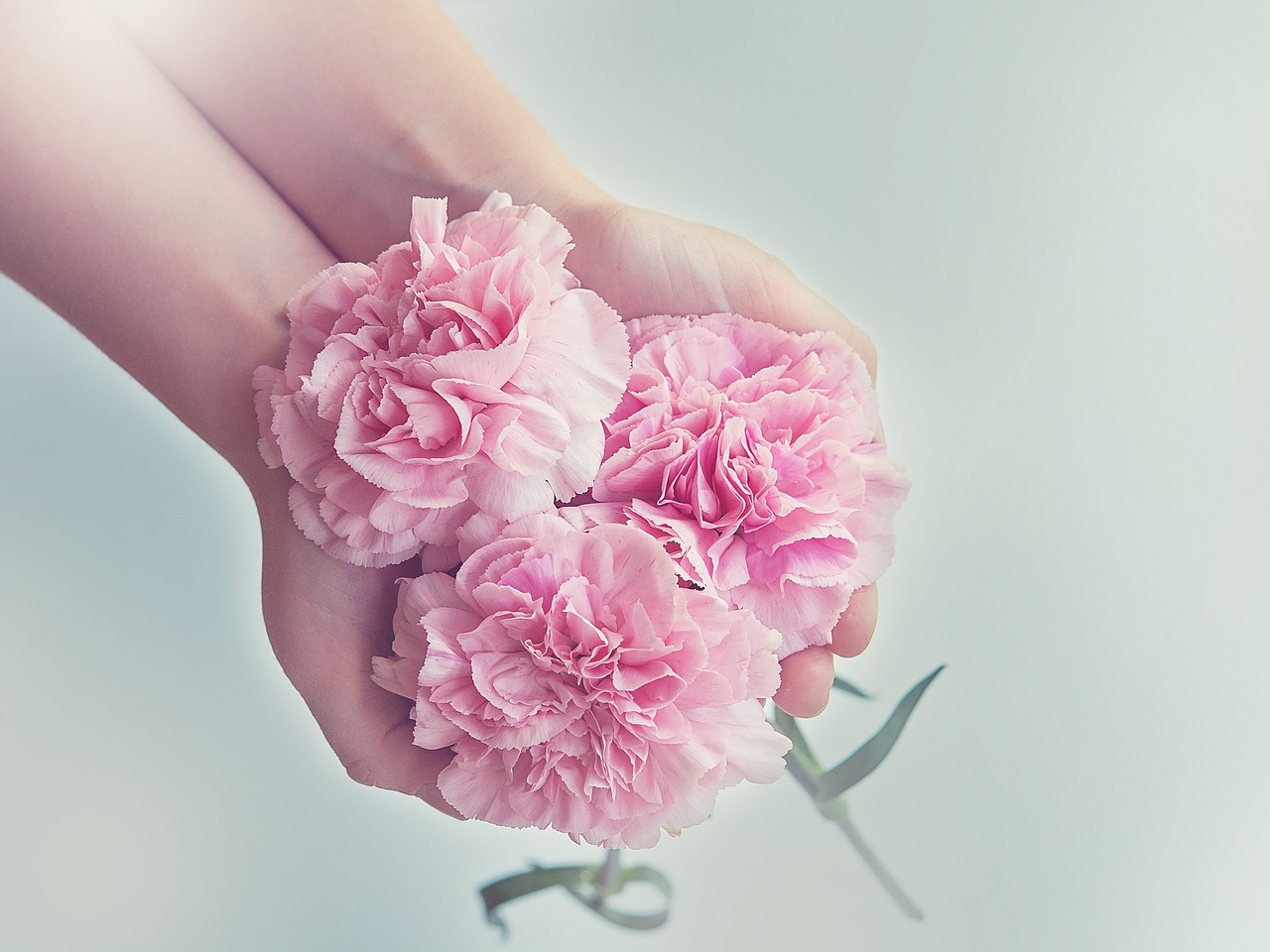 Image - cloves flowers pink carnation pink