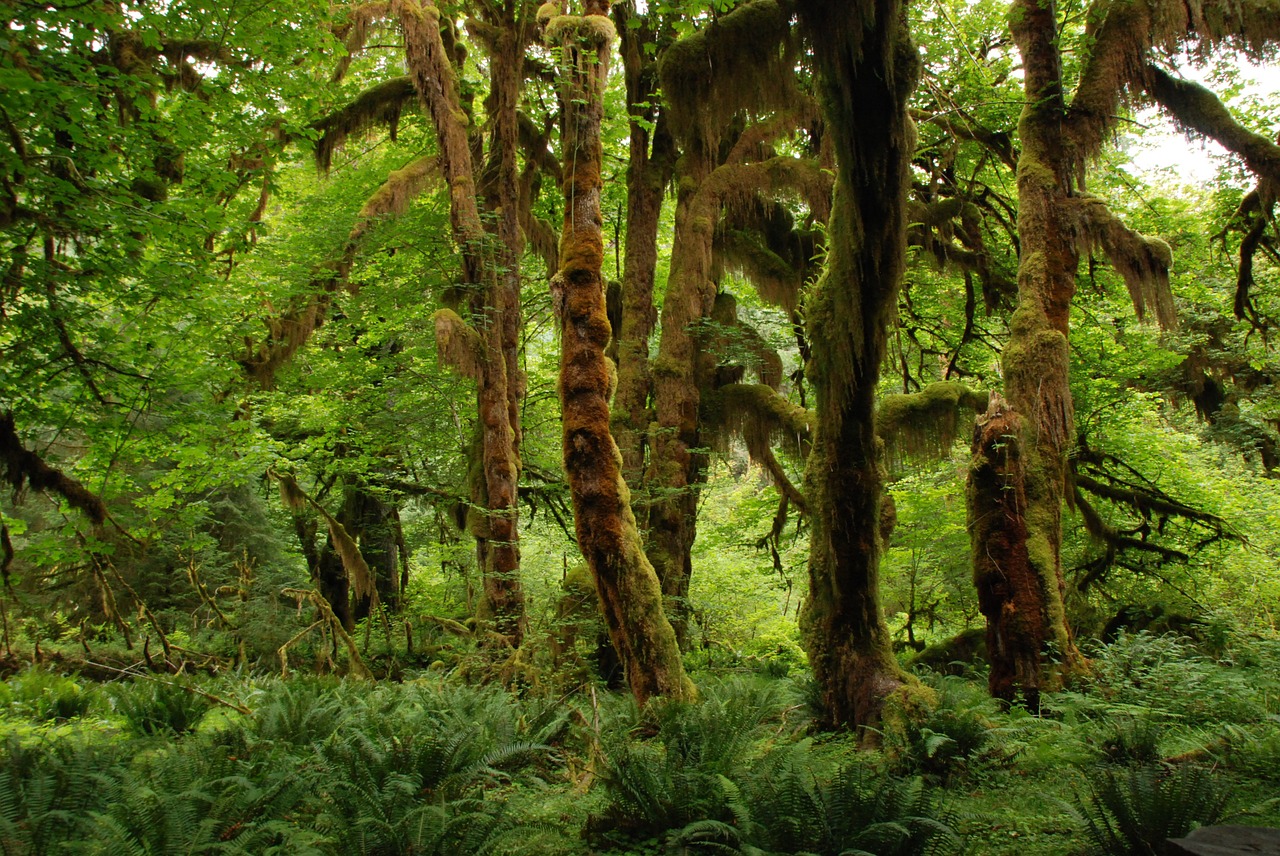 Image - nature landscape green forest