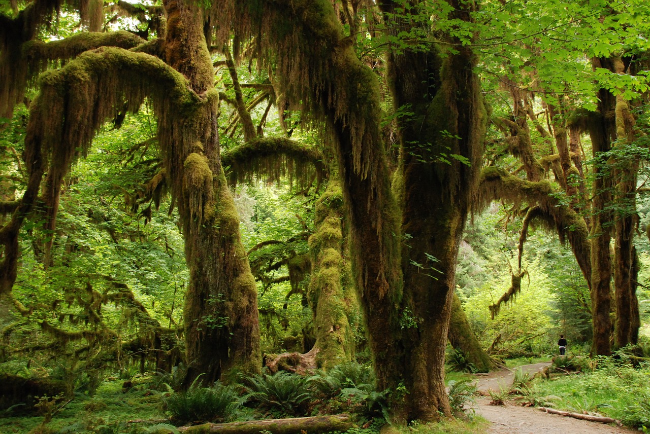 Image - nature landscape green forest