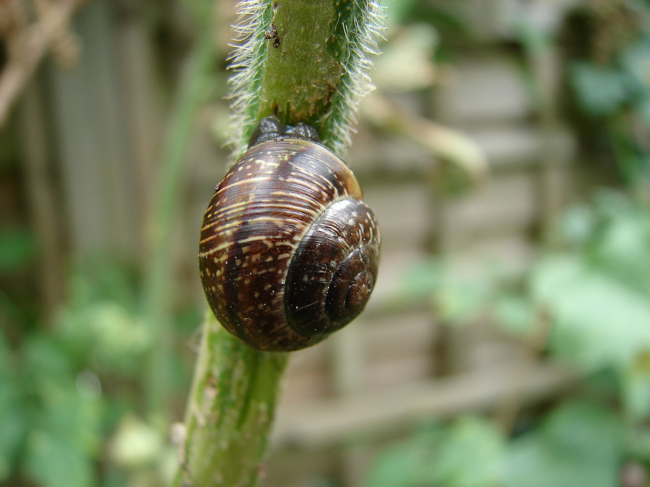 Image - snail shell nature animals