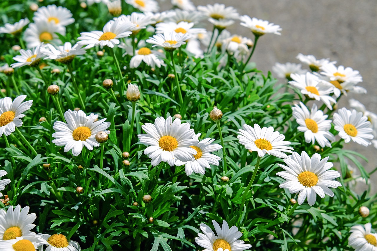 Image - daisies flowers bloom white yellow