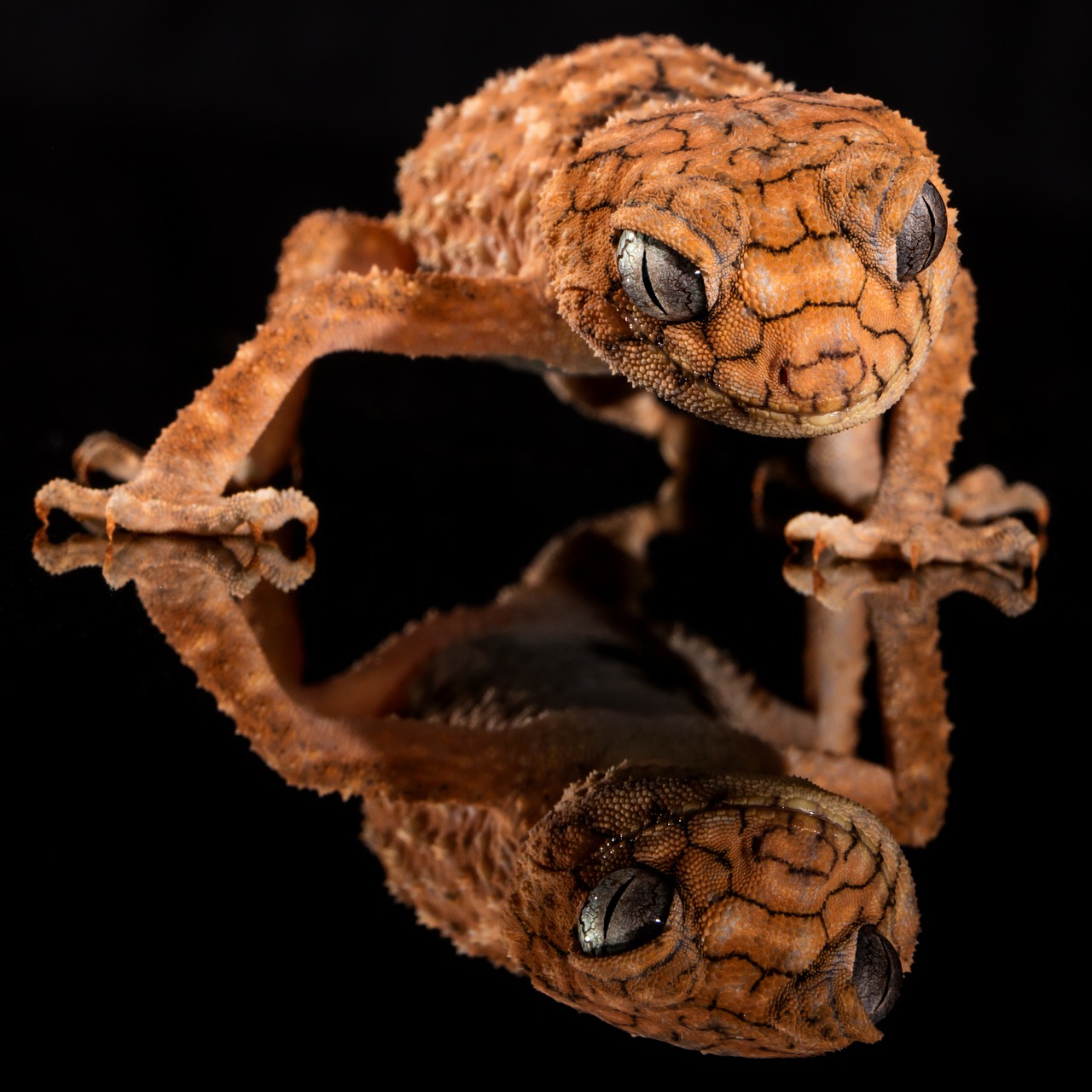 Image - gecko rough knob lizard australia